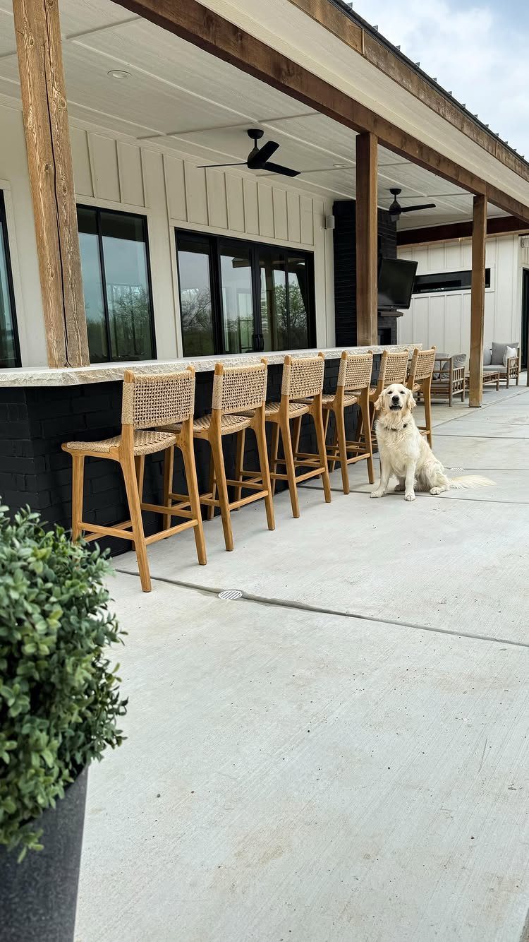 Woven light-brown bar stools lined up at an outdoor bar with a golden retriever.