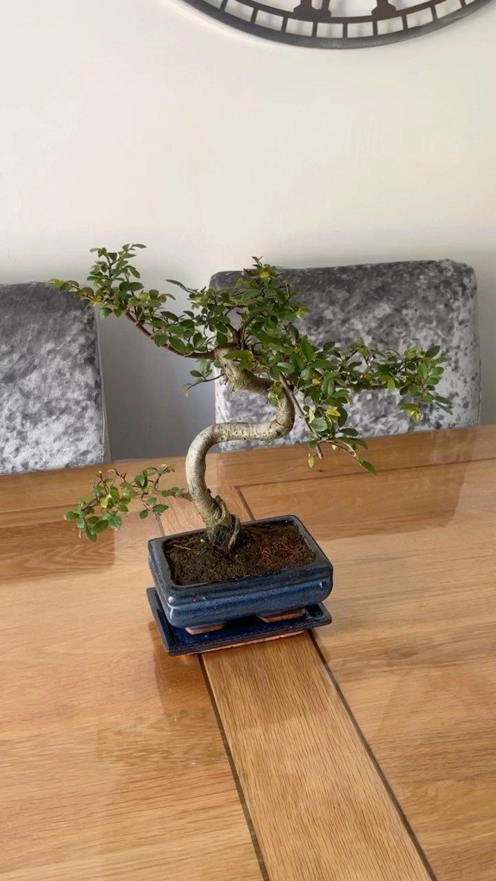 Bonsai tree in a blue ceramic pot on a wooden dining table.